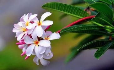 捡花生教案5篇