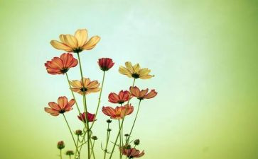 冰窗花作文600字6篇