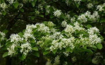 小班春天的花教案通用6篇
