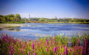 环境调查小报告作文7篇