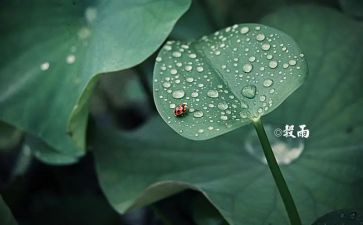 写节气的作文6篇