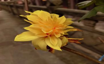 泡菊花教案模板6篇