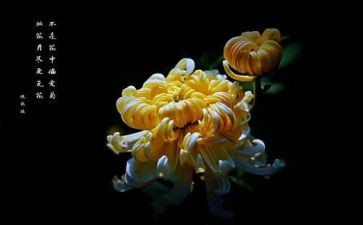 泡菊花教案8篇
