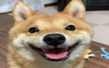 开心的作文5篇