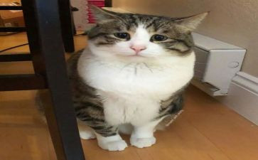 可怜的动物作文6篇