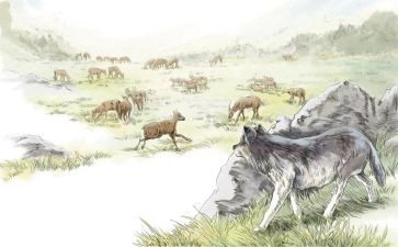 读狼王梦的心得6篇