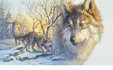 狼王梦的读后感作文500字5篇