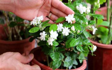 《茉莉花》教案5篇