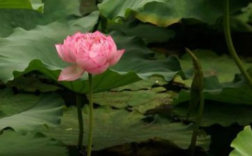 《爱莲说》的读后感8篇