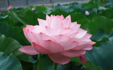 莲花的作文500字作文8篇