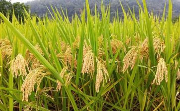 粮食心得优秀5篇