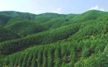 2024年林场职工年终总结8篇