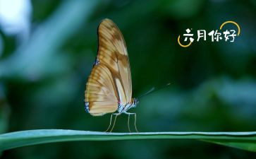 小学六月份工作总结6篇