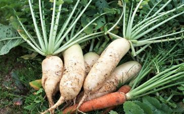 种萝卜活动方案6篇