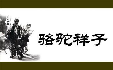 骆驼读后感优质7篇