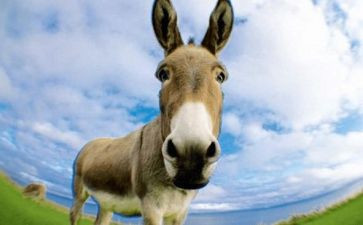 驴和马的寓言读后感参考7篇