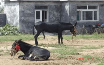 驴和马的寓言读后感优秀7篇