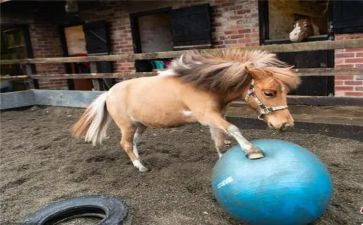 《黑骏马》读后感模板5篇