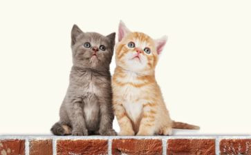 课文《猫》教学反思8篇