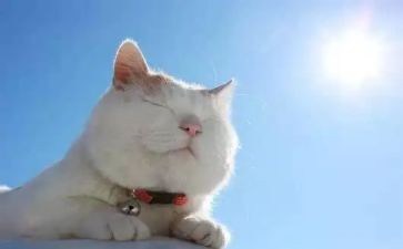 《猫》教学反思范文8篇