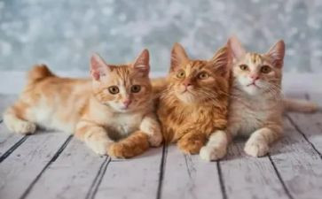 课文《猫》教学反思7篇