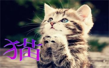 16《猫》教学反思优质8篇