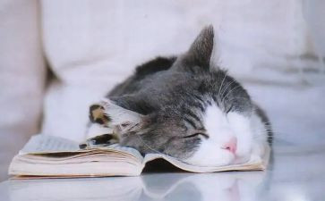 《猫》教学反思范文精选6篇