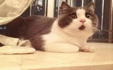 《猫》教学反思范文模板8篇