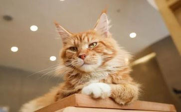 猫走路音乐教案6篇