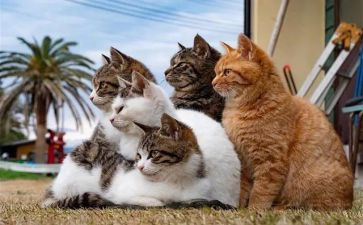 小学《猫》教学反思推荐5篇