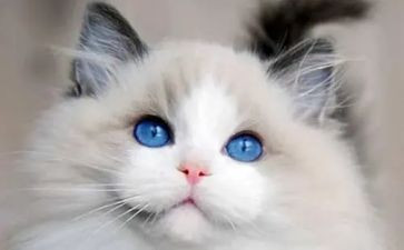 猫老师和学生作文最新8篇