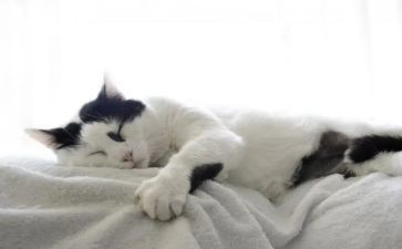 猫的教案设计优秀教案推荐6篇