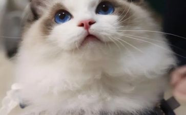 猫老师和学生作文模板7篇
