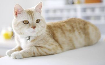 介绍一种事物猫作文8篇