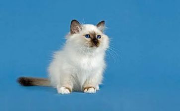 音乐课小猫小班教案优质8篇