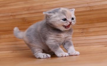 介绍一种事物猫作文参考5篇