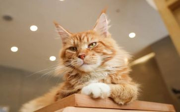音乐课小猫小班教案8篇