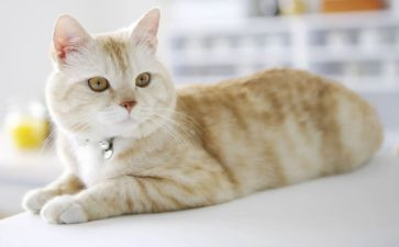 初中《猫》教学反思7篇