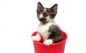 猫老师和学生作文优秀6篇