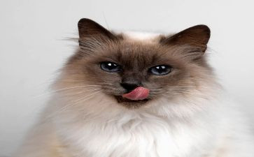 可爱的猫作文优质7篇