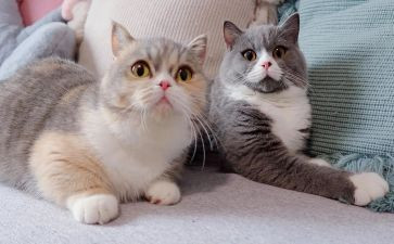 猫老师和学生作文8篇