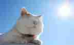 老舍《猫》教学反思7篇