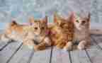 课文《猫》教学反思7篇