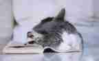 《猫》教学反思范文精选6篇