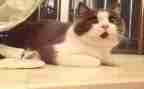 16《猫》教学反思推荐8篇