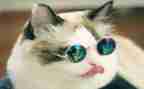 波斯猫的作文模板7篇