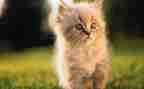 写熊猫的优秀作文400字8篇