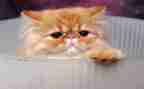 可爱的猫作文优秀6篇