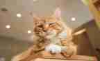中班画熊猫教案8篇