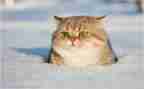 熊猫小四的作文优秀7篇